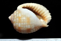 藏品(粗齒鶉螺)的圖片