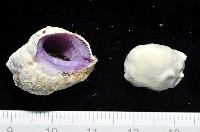 藏品(紫口珊瑚螺)的圖片