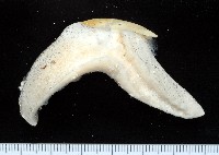 藏品(清平扁玉螺)的圖片