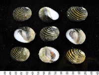 藏品(黑肋蜑螺)的圖片