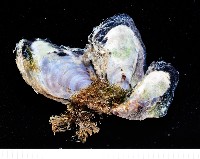 藏品(小障泥蛤)的圖片