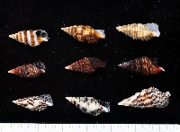 藏品(褐帶蟹守螺)的圖片