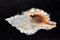 藏品(金口法螺)的圖片