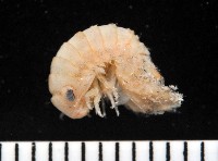 藏品(未知種等足類)的圖片