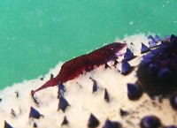 藏品(姊妹岩蝦)的圖片