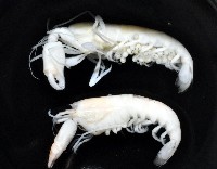 藏品(未知種槍蝦)的圖片