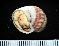 藏品(皺紋(灰白)陸寄居蟹)的圖片