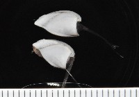 藏品(鵝茗荷)的圖片