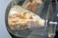 藏品(密碼芋螺)的圖片