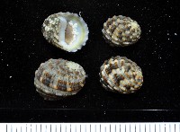 藏品(大圓蜑螺)的圖片