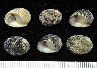 藏品(虛線蜑螺)的圖片