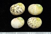 藏品(白肋蜑螺)的圖片