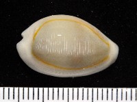 藏品(金環寶螺)的圖片