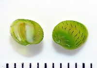 藏品(翡翠蜑螺)的圖片