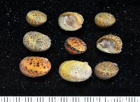 藏品(火之島蜑螺)的圖片