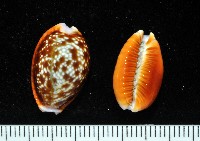 藏品(紅花寶螺)的圖片