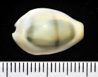 藏品(黃寶螺)的圖片