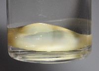 藏品(黃寶螺)的圖片