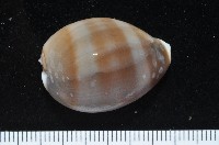 藏品(白星寶螺)的圖片