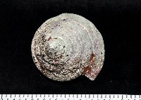 藏品(銀塔鐘螺)的圖片