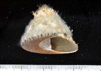 藏品(花斑鐘螺)的圖片