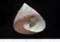 藏品(花斑鐘螺)的圖片