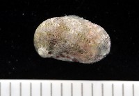 藏品(小廣口螺)的圖片