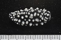 藏品(黑葉海蛞蝓)的圖片