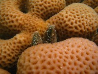 藏品(孔雀殼菜蛤)的圖片