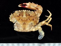 藏品(刺手短槳蟹)的圖片