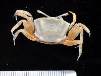 藏品(賈瑟琳招潮)的圖片