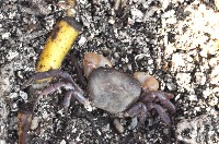 藏品(光滑表方蟹(小隱蟹))的圖片