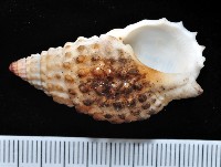 藏品(疣織紋螺)的圖片