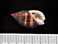 藏品(尖頭織紋螺)的圖片