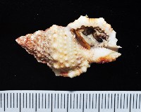 藏品(果粒蛙螺)的圖片