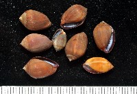 藏品(核耳螺(鼬耳螺))的圖片