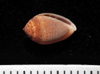 藏品(顆粒尖耳螺)的圖片