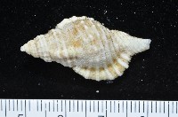 藏品(小白法螺)的圖片