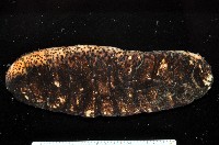 藏品(未知種海參)的圖片