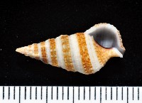 藏品(褐帶蟹守螺)的圖片