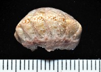 藏品(鱗紋石鱉)的圖片