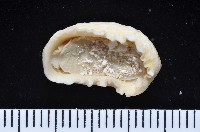 藏品(鱗紋石鱉)的圖片