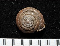 藏品(彩虹大臍蝸牛)的圖片