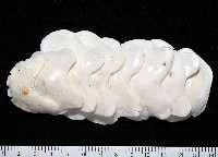 藏品(斯特勒氏隱石鱉)的圖片