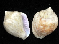 藏品(球麥螺)的圖片