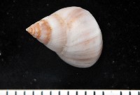 藏品(草莓玉黍螺)的圖片