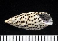 藏品(芝麻蟹守螺)的圖片