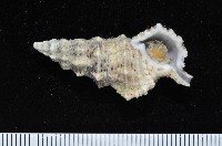 藏品(塔蟹守螺)的圖片