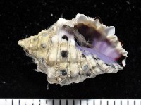 藏品(紫口岩螺)的圖片