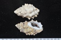 藏品(白結螺)的圖片